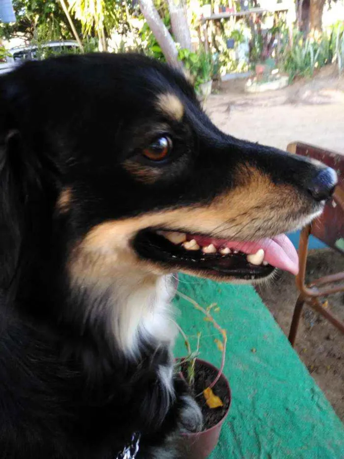 Cachorro ra a Indefinida idade 3 anos nome Flash