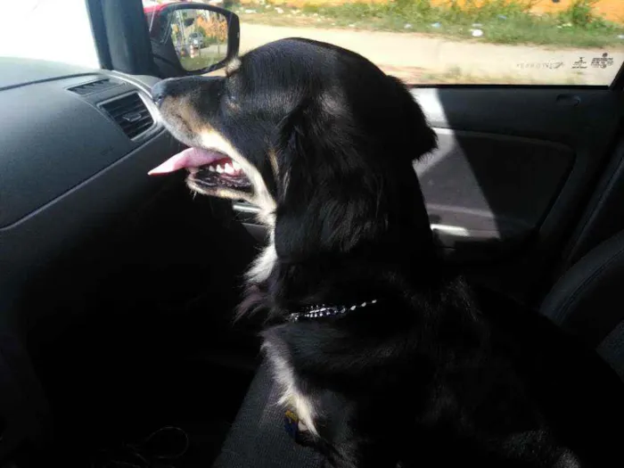 Cachorro ra a Indefinida idade 3 anos nome Flash
