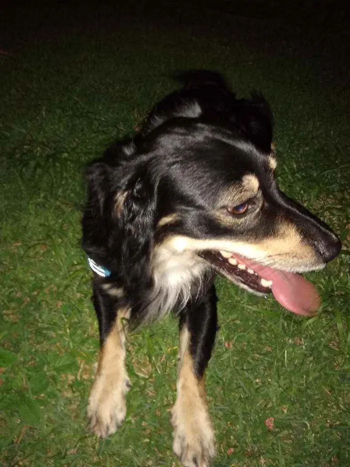 Cachorro ra a Indefinida idade 3 anos nome Flash