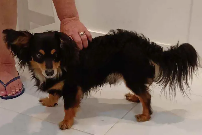 Cachorro ra a Srd idade 2 anos nome Darth (por enquanto)