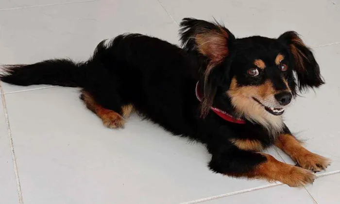 Cachorro ra a Srd idade 2 anos nome Darth (por enquanto)