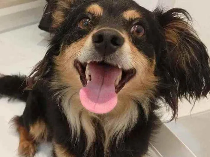 Cachorro ra a Srd idade 2 anos nome Darth (por enquanto)