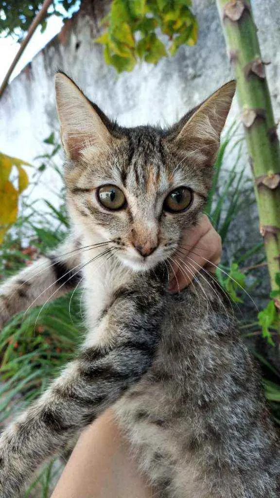 Gato ra a Srn idade 2 a 6 meses nome Pretinha e princesa