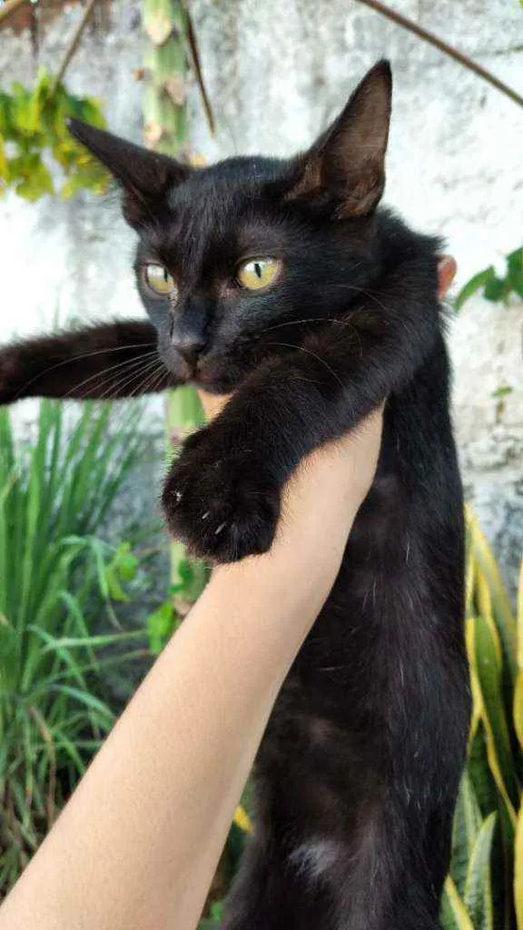 Gato ra a Srn idade 2 a 6 meses nome Pretinha e princesa