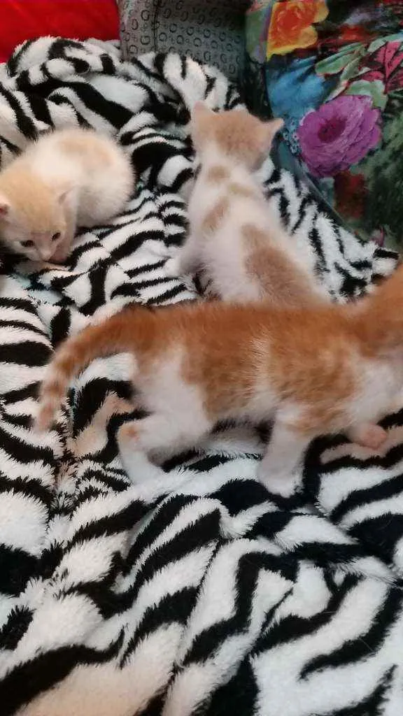 Gato ra a Srd idade Abaixo de 2 meses nome Sem nome