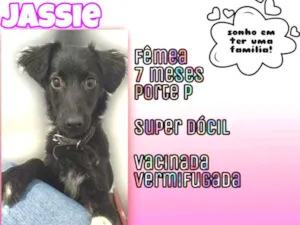 Cachorro raça SRD idade 7 a 11 meses nome Jassie