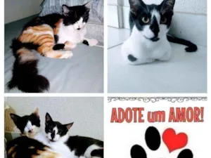 Gato raça  idade 7 a 11 meses nome Ísis e Hórus