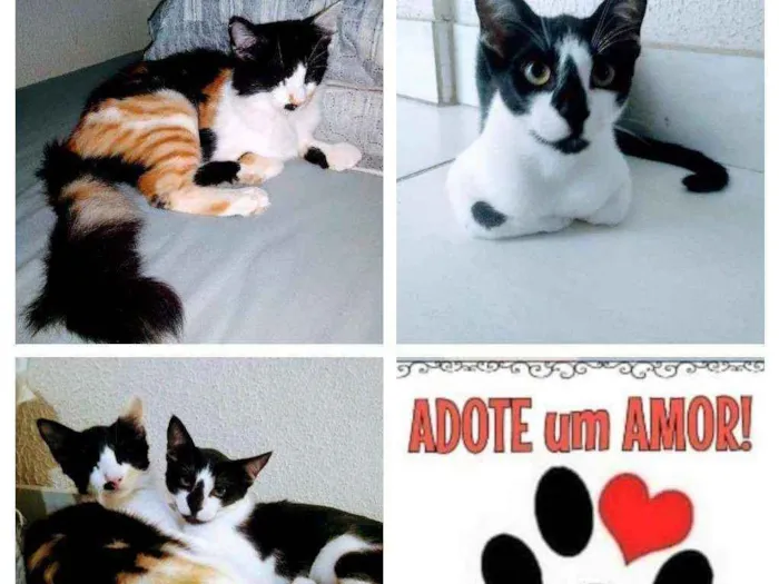 Gato raça  idade 7 a 11 meses nome Ísis e Hórus