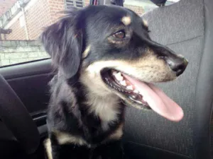 Cachorro raça Indefinida idade 3 anos nome Flash