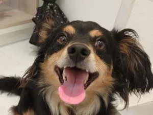 Cachorro raça Srd idade 2 anos nome Darth (por enquanto)