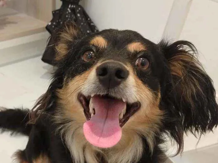 Cachorro ra a Srd idade 2 anos nome Darth (por enquanto)