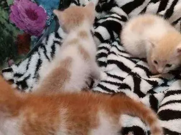 Gato ra a Srd idade Abaixo de 2 meses nome Sem nome