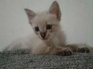 Gato raça SRD-ViraLata idade 2 a 6 meses nome Mia