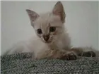 Gato raça SRD-ViraLata idade 2 a 6 meses nome Mia