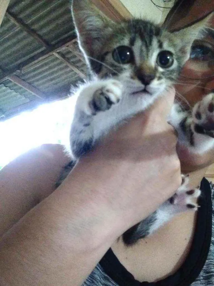 Gato ra a  idade 2 a 6 meses nome Sem nomes