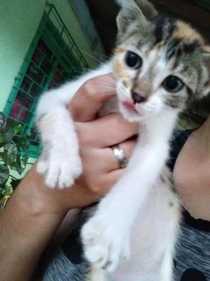 Gato ra a  idade 2 a 6 meses nome Sem nomes