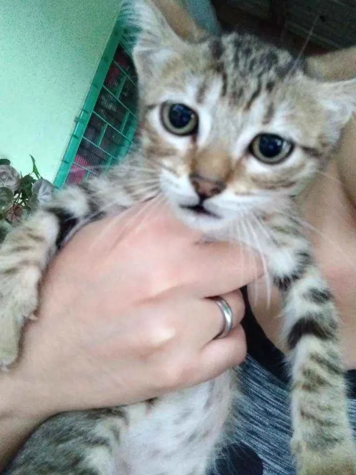 Gato ra a  idade 2 a 6 meses nome Sem nomes