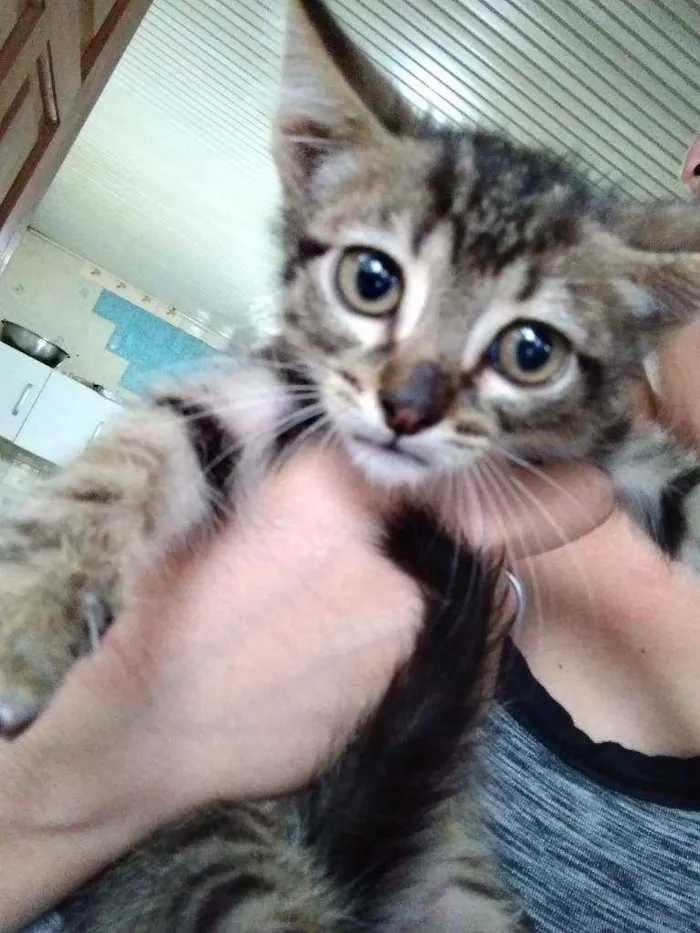 Gato ra a  idade 2 a 6 meses nome Sem nomes