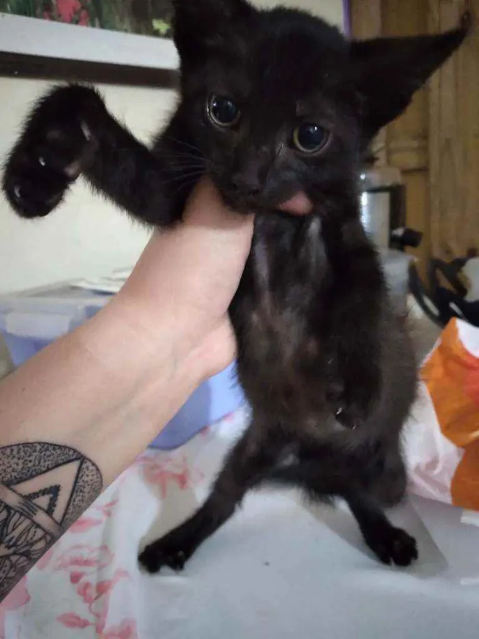 Gato ra a  idade 2 a 6 meses nome Sem nomes