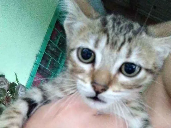 Gato ra a  idade 2 a 6 meses nome Sem nomes
