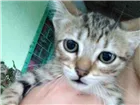 Gato raça  idade 2 a 6 meses nome Sem nomes