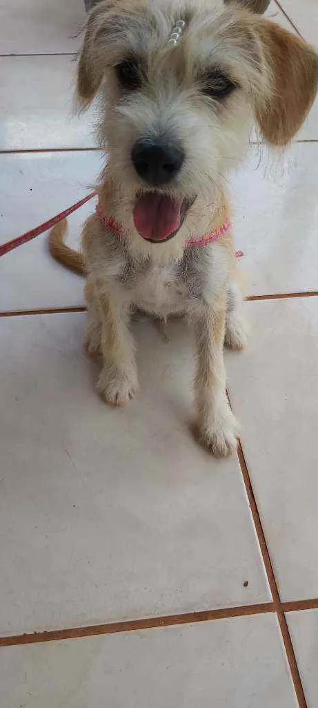 Cachorro raça Vira-lata idade 7 a 11 meses nome Pandora