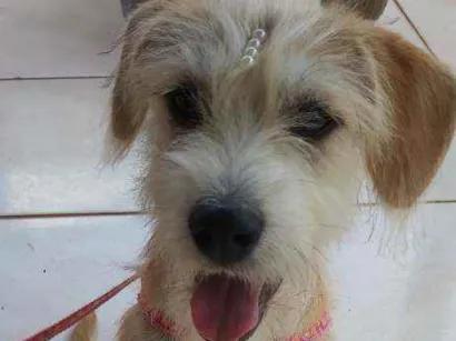 Cachorro raça Vira-lata idade 7 a 11 meses nome Pandora
