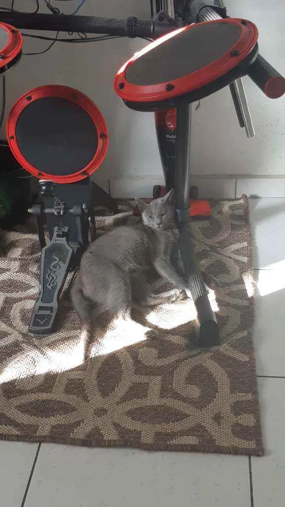Gato ra a Sem raça idade 1 ano nome Sem nome