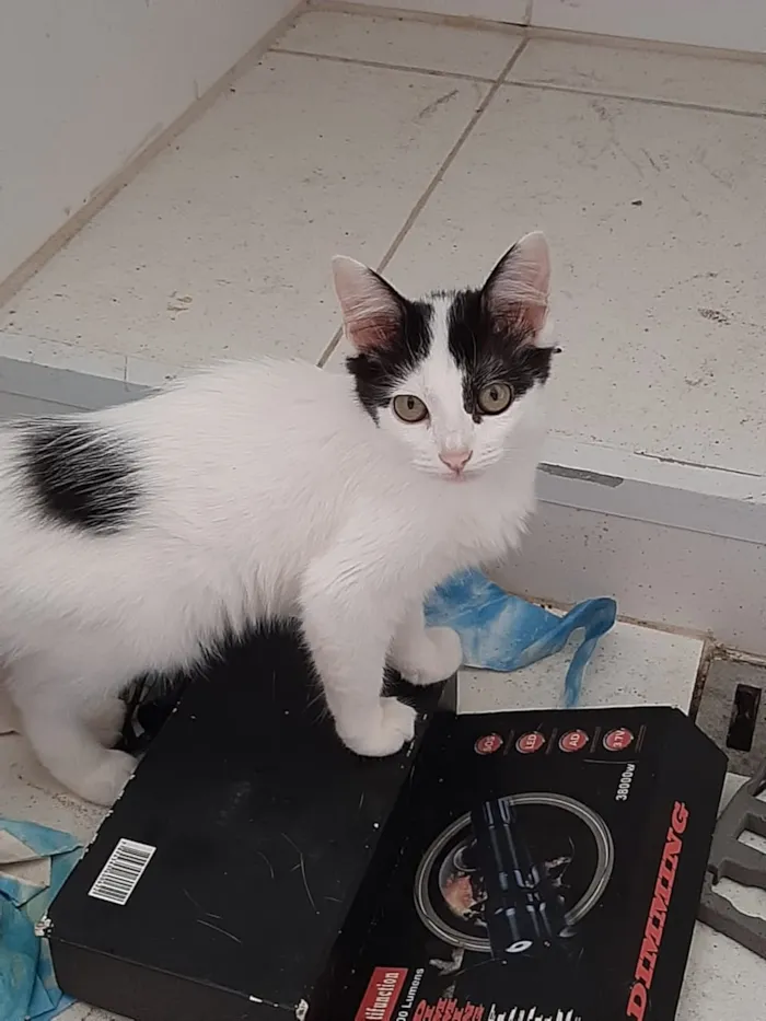 Gato ra a Sem raça  idade 2 a 6 meses nome Sem nome