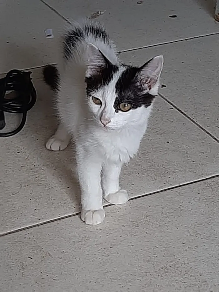 Gato ra a Sem raça  idade 2 a 6 meses nome Sem nome