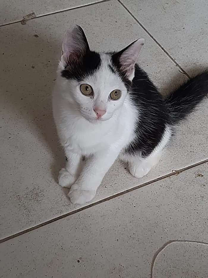 Gato ra a Sem raça  idade 2 a 6 meses nome Sem nome