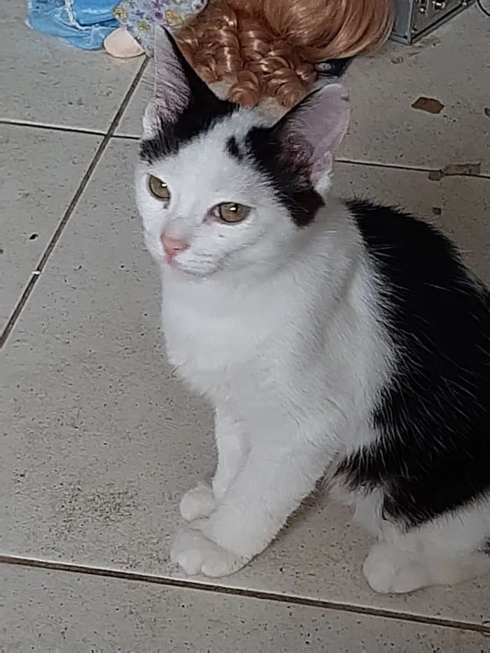 Gato ra a Sem raça  idade 2 a 6 meses nome Sem nome