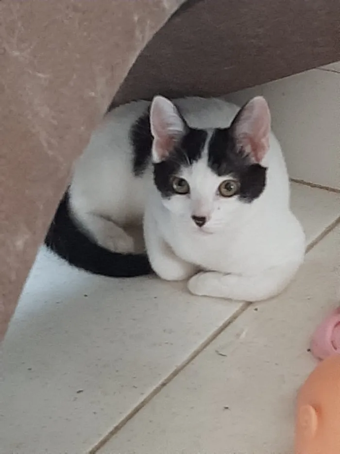 Gato ra a Sem raça  idade 2 a 6 meses nome Sem nome