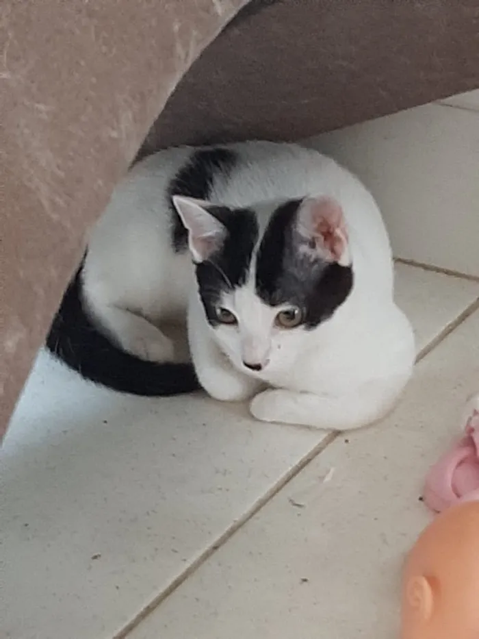 Gato ra a Sem raça  idade 2 a 6 meses nome Sem nome