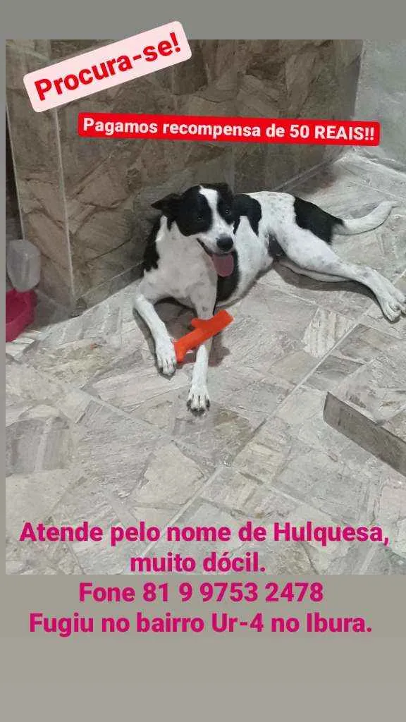 Cachorro ra a Sem raça definida idade 2 anos nome Rulquesa 