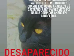 Gato raça SRD-ViraLata idade 6 ou mais anos nome Dargor GRATIFICA