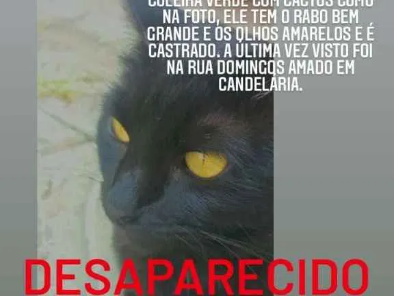 Gato ra a SRD-ViraLata idade 6 ou mais anos nome Dargor GRATIFICA