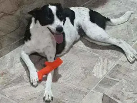 Cachorro ra a Sem raça definida idade 2 anos nome Rulquesa 