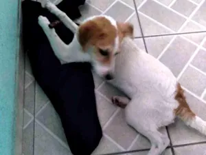 Cachorro raça Viralata idade 7 a 11 meses nome Dorado