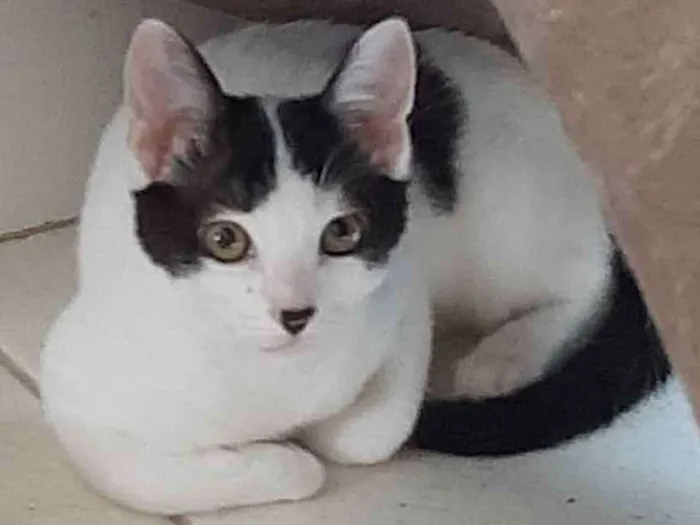 Gato ra a Sem raça  idade 2 a 6 meses nome Sem nome