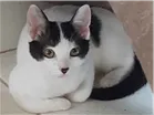 Gato raça Sem raça  idade 2 a 6 meses nome Sem nome