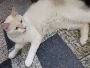 Cachorro raça Sem raça  idade 7 a 11 meses nome Não tem nome