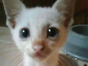 Gato raça SRD-ViraLata idade 2 a 6 meses nome Dengosa