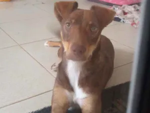 Cachorro raça Não sei idade 7 a 11 meses nome Não tem