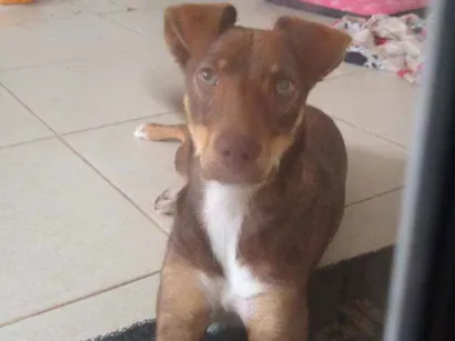Cachorro raça Não sei idade 7 a 11 meses nome Não tem