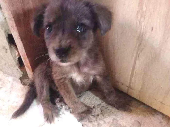 Cachorro raça Srd idade 2 a 6 meses nome Chocolate
