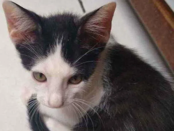 Gato raça Vira-lata idade 2 a 6 meses nome Matias 