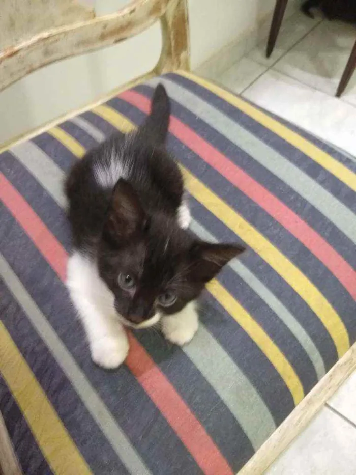 Gato ra a Sem raça  idade Abaixo de 2 meses nome Gatinhos para adoção