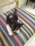 Gatinhos para adoção