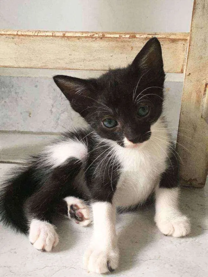 Gato ra a Sem raça  idade Abaixo de 2 meses nome Gatinhos para adoção